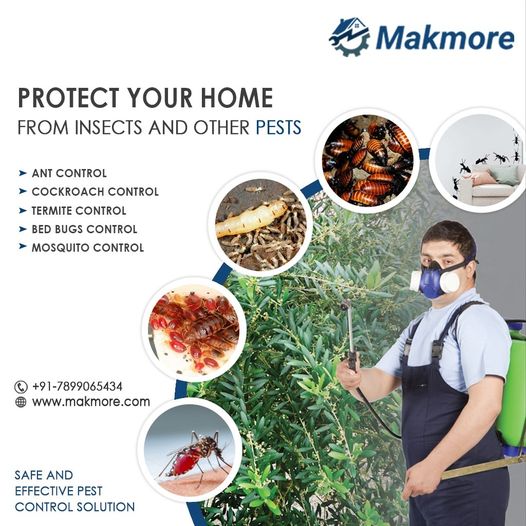 pest control services in bangalore